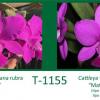 Cattleya walkeriana rubra 'Show' x Cattleya walkeriana tipo 'Mateus Leme'