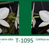 Cattleya walkeriana semi-alba 'Fatinha' x Cattleya walkeriana semi-alba 'Teteia'