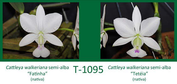 Cattleya walkeriana semi-alba 'Fatinha' x Cattleya walkeriana semi-alba 'Teteia'