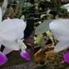 Cattleya walkeriana semi-alba 'HG' x 'Tokio Reinaldo'