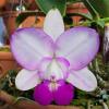 Cattleya walkeriana semi-alba 'Perfect Blush'