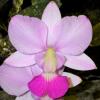 Cattleya walkeriana semi-alba 'Tokyo' x (suave 'Cobicada' x flamea 'D Teresinha')