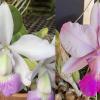 Cattleya walkeriana suave 'Daniel Dias' x semi-alba 'Evolucao'