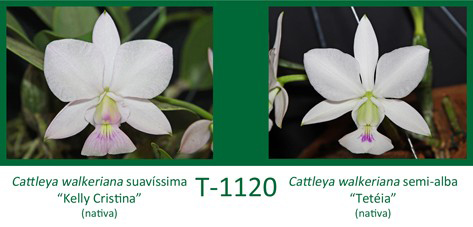 Cattleya walkeriana suavissima 'Kelly Cristina' x Cattleya walkeriana semi-alba 'Teteia'
