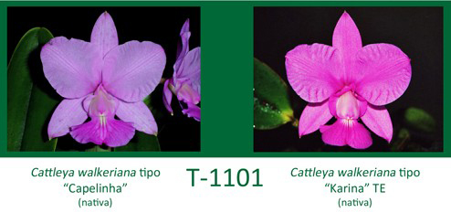 Cattleya walkeriana tipo 'Capelinha' x Cattleya walkeriana tipo 'Karina' TE