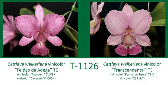 Cattleya walkeriana vinicolor 'Feitico da Adega' TE x Cattleya walkeriana vinicolor 'Transcendental' TE