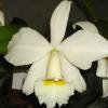 Cattleya warneri alba 'Alvinha' x Laelia praestans alba