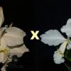 Cattleya warneri alba ('Jaco Silva' x 'Da Mercedes')