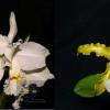 Cattleya warneri alba 'Jaco Silva' x schilleriana albina 'Biala' (1)