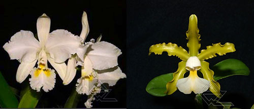 Cattleya warneri alba 'Jaco Silva' x schilleriana albina 'Biala' (1)