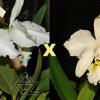 Cattleya warneri alba ('Mata Fria' x 'Jaco Silva')