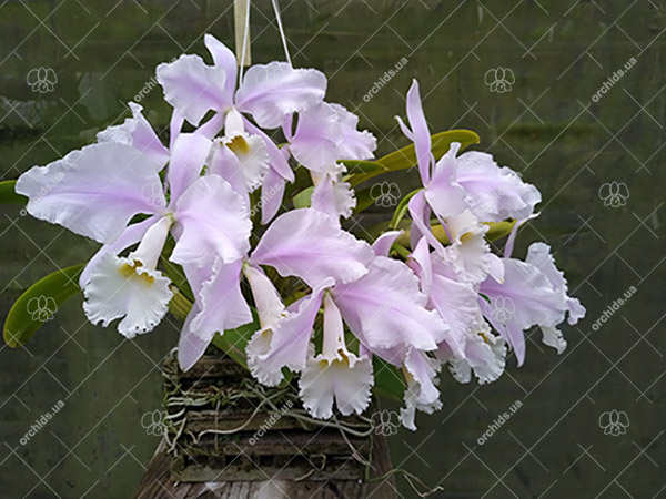 Cattleya warneri 'Donna Lourdes'