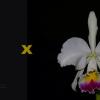 Cattleya warneri semi alba ('Goiabeiras' x 'Guindani')