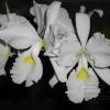 Cattleya warscewiczii alba 'Envigado' x SELF
