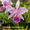 Cattleya warscewiczii 'Suavecita'