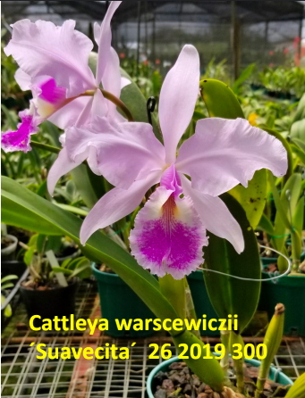 Cattleya warscewiczii 'Suavecita'