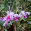Cattleya warscewiczii x Laelia purpurata