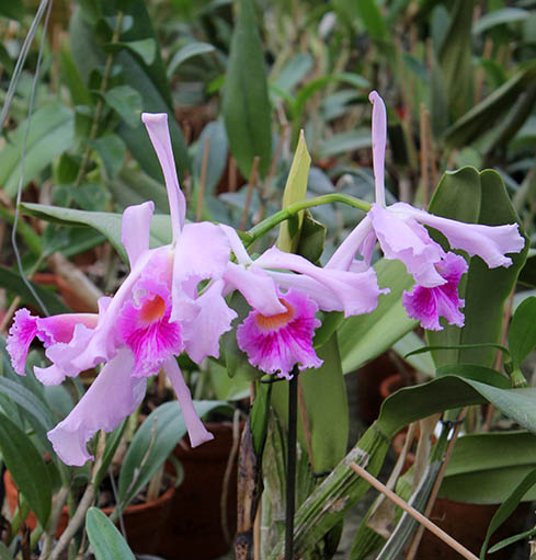 Cattleya warscewiczii x Laelia purpurata