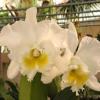 Cattleya White Belle (Cattleya mossiae wagneri x Cattleya White Empress)