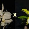 Cattleya Whitei alba (warneri alba x schilleriana alba)
