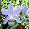 Cattleya x dolosa coerulea