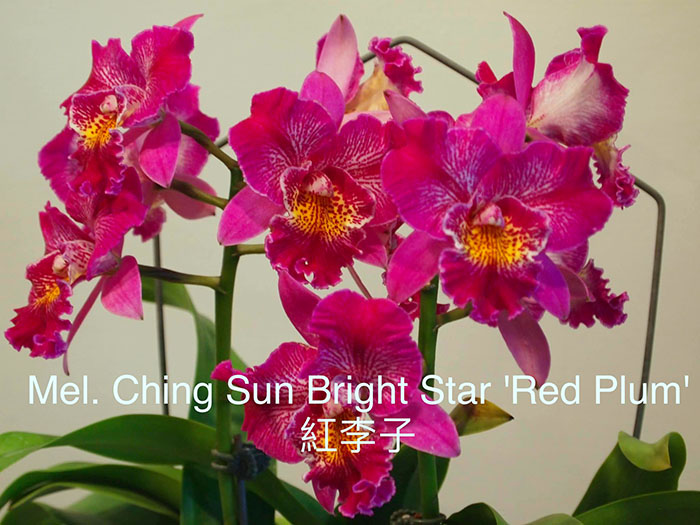Meloara Ching Sun Bright Star 'Red Plum'