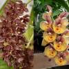 Clowesetum JEM’S Dragon Tears 'SVO' x Catasetum Orchidglade 'Davie Ranches'