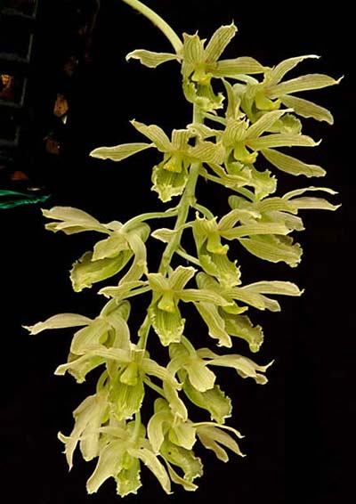 Clowesia dodsoniana
