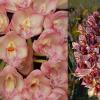 Clowesia Rebecca Northen 'Grapefruit Pink' x Catasetum cirrhaeoides 'SVO Darkness'