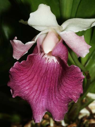 Cochleanthes amazonica x timbioense