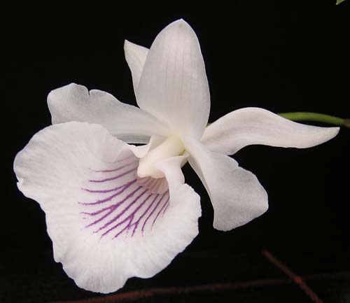 Cochleanthes (amazonica x lobata)