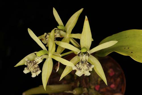 Coelogyne brachyptera