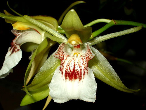 Coelogyne merrillii