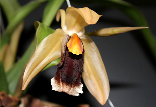 Coelogyne salmonicolor x usitana