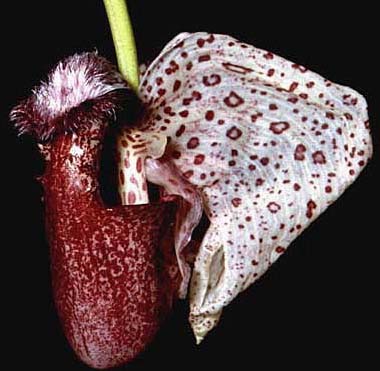 Coryanthes alborosea
