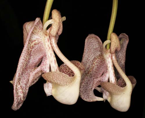 Coryanthes macrocorys