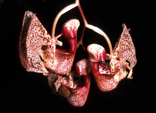 Coryanthes senghasiana