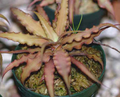 Cryptanthus roseus