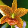 Cycnodes Jumbo Jewel 'Jumbo Orchids Crystal Star'