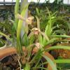 Cymbidium ensifolium 'Four Season'