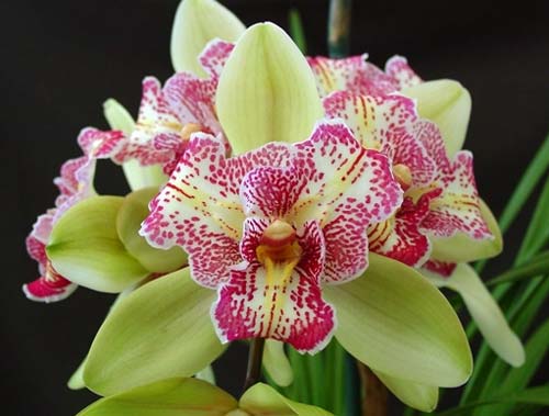 Cymbidium Isle 'Flamingo Three Lips'