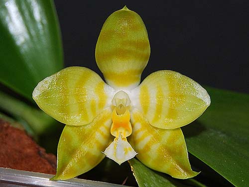 Phalaenopsis David Lim 'flava' (P. amboinensis 'flava' x P. gigantea)