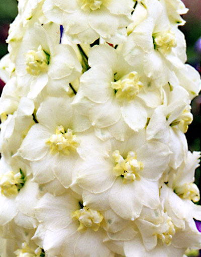 Delphinium elatum Cream flowered plants