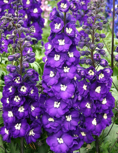 Delphinium elatum Purple Passion