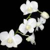 Dendrobium Airy White