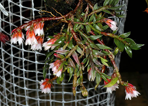 Dendrobium alaticaulinum