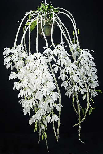 Dendrobium anosmum var. dearei