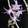 Dendrobium bifurcatum