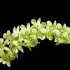 Dendrobium Burana Green - Mad. Vipar