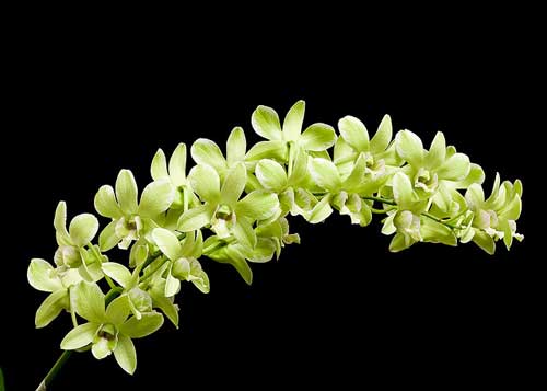Dendrobium Burana Green - Mad. Vipar